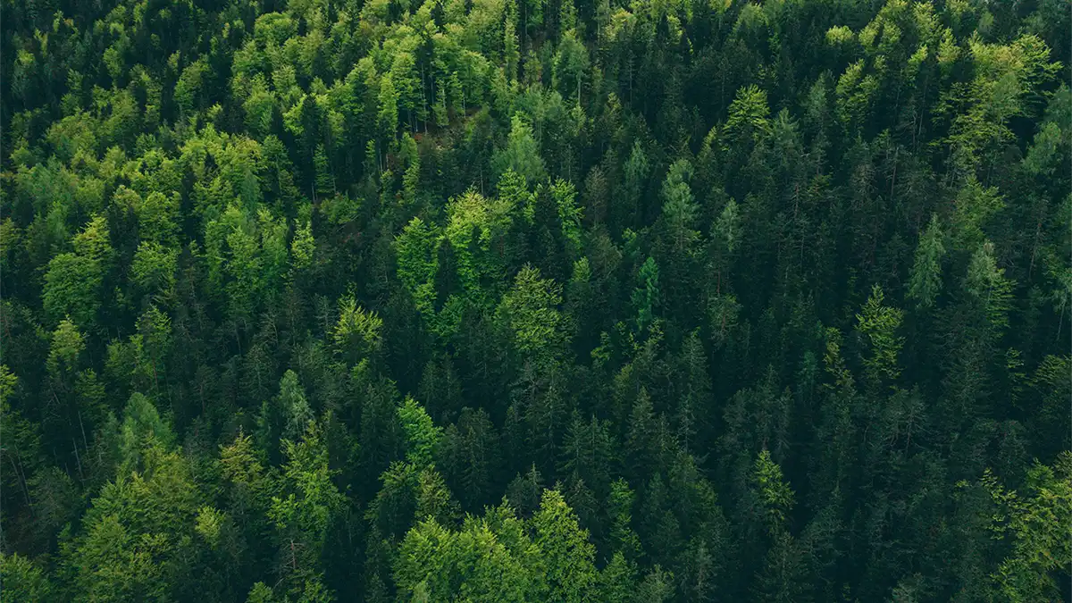 Klimatkompenserade utskrifter print